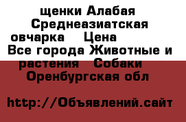 щенки Алабая (Среднеазиатская овчарка) › Цена ­ 15 000 - Все города Животные и растения » Собаки   . Оренбургская обл.